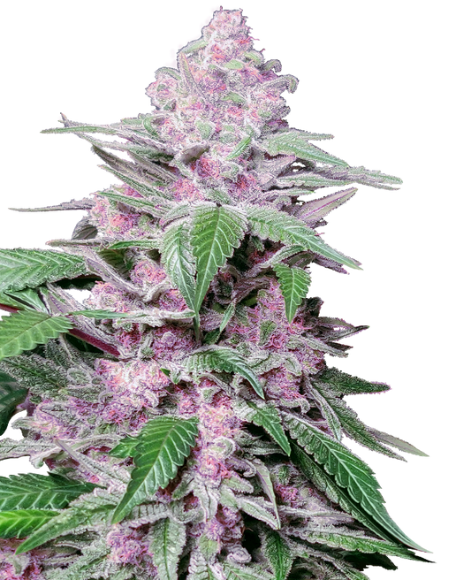 Purple Cookie Kush Fem - SENSI SEEDS