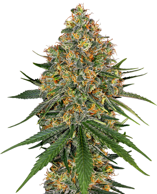 White Cheese Fem - SENSI SEEDS