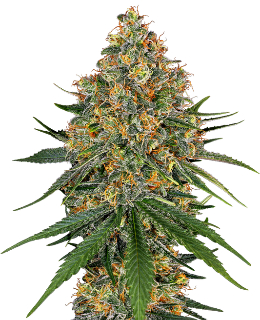 White Cheese Fem - SENSI SEEDS