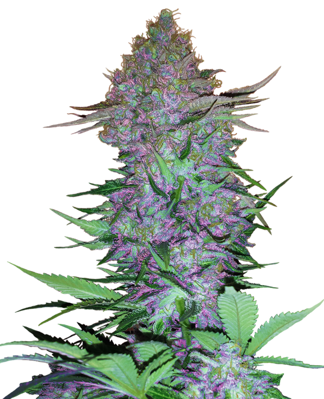 Purple Skunk auto - Sensi Seeds