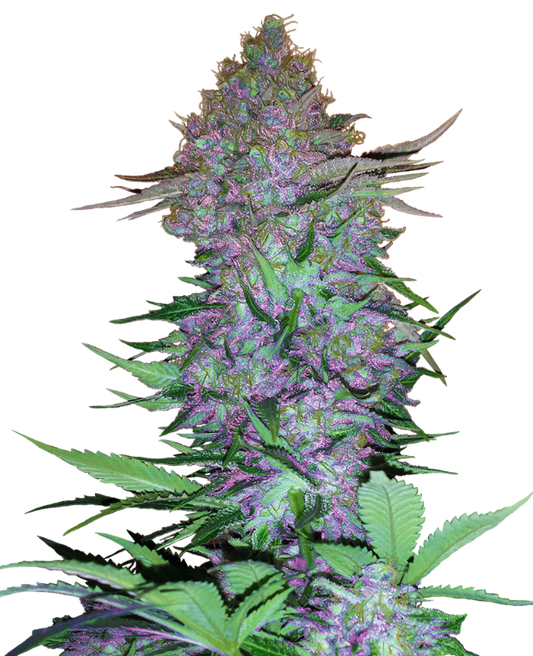 Purple Skunk auto - Sensi Seeds