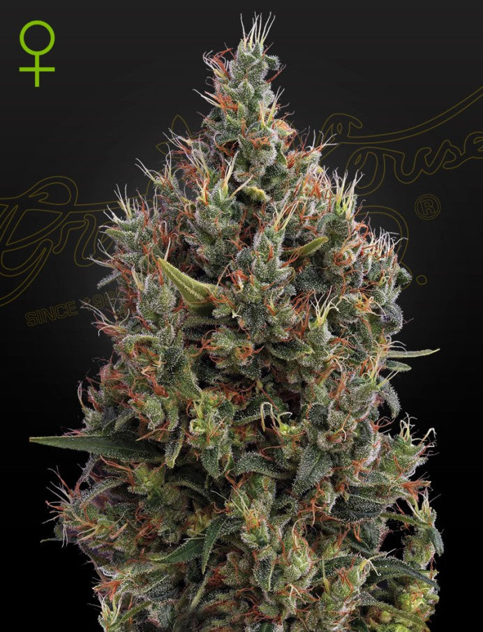 Big Bang auto - Green House Seeds