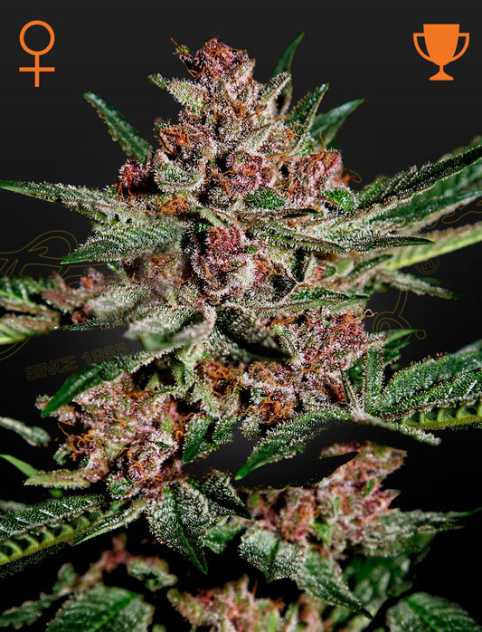 Bubba Kush fem - Green House Seeds