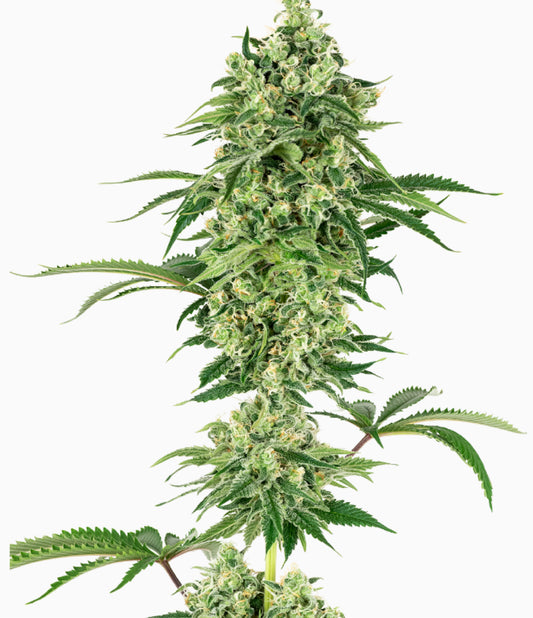 Nicole Hindu Kush Fem - SENSI SEEDS