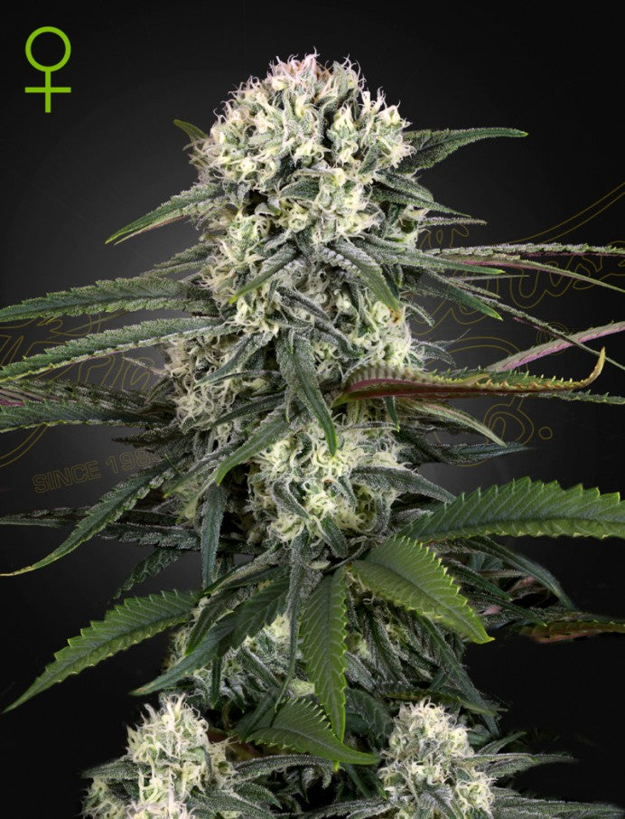 Bomb auto - Green House Seeds