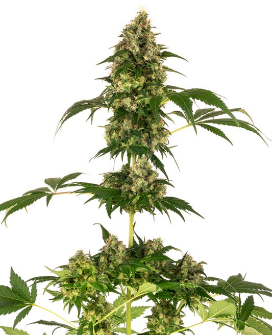 Cobalt Haze Fem - Sensi Seeds