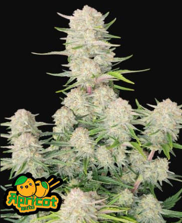 APRICOT auto - FAST BUDS