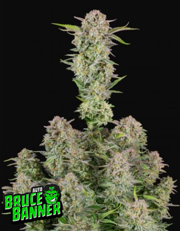 BRUCE BANNER auto - FAST BUDS