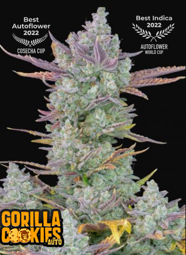 GORILLA COOKIES auto - FAST BUDS