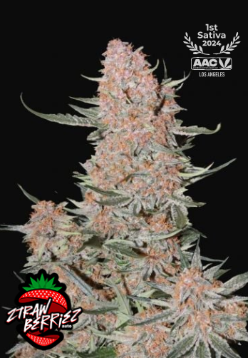 ZTRAWBERRY auto - FAST BUDS