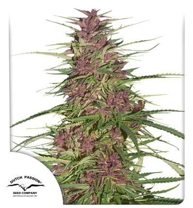 Purple #1 fem -  Dutch Passion