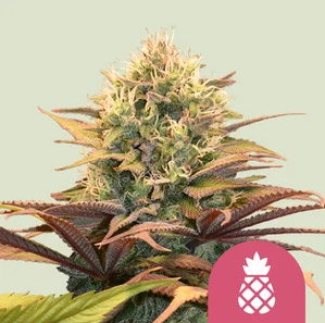 Pineapple Kush fem - Royal Queen Seeds