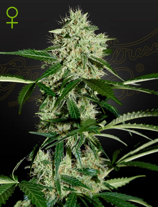 Northern Light auto - Green House Seeds