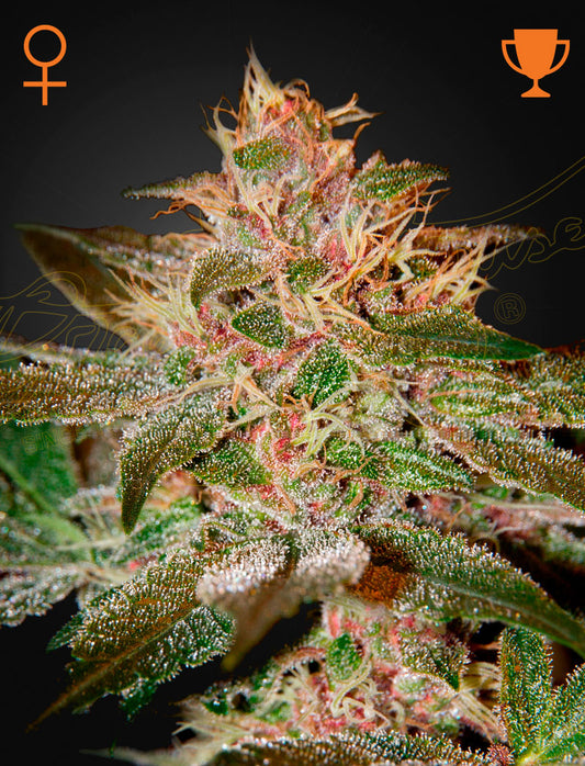 Pure Kush fem - Green House Seeds