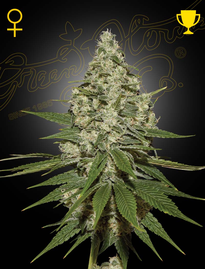 Super Silver Haze fem - Green House Seeds