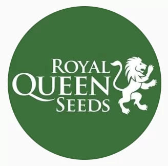 ROYAL KUSH auto - ROYAL QUEEN SEEDS