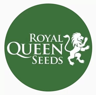 GREEN GELATO fem - ROYAL QUEEN SEEDS