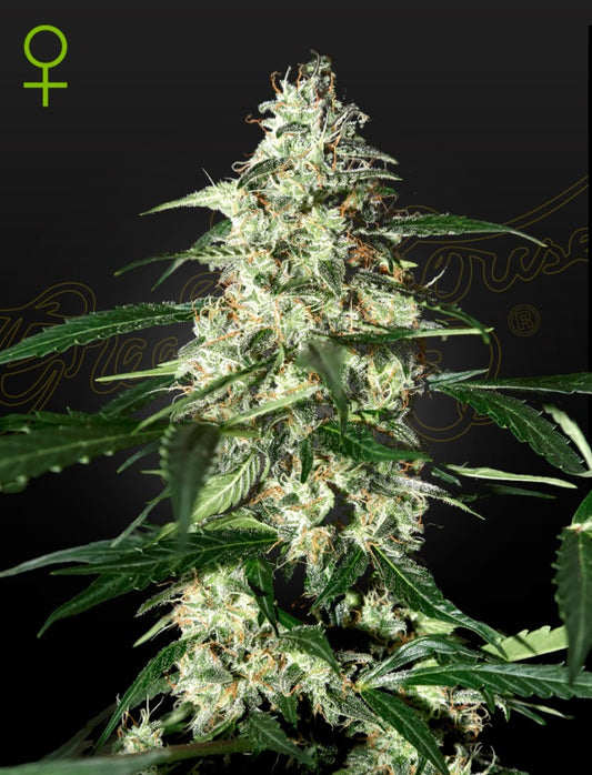 Skunk auto - Green House Seeds