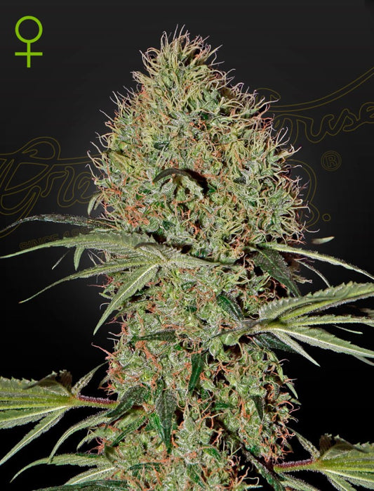 Super Bud auto - Green House Seeds