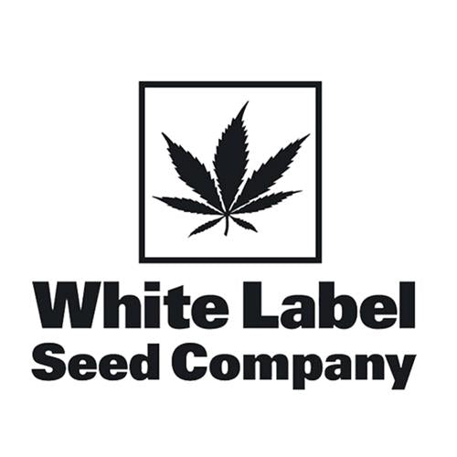 White Ice fem - White Label