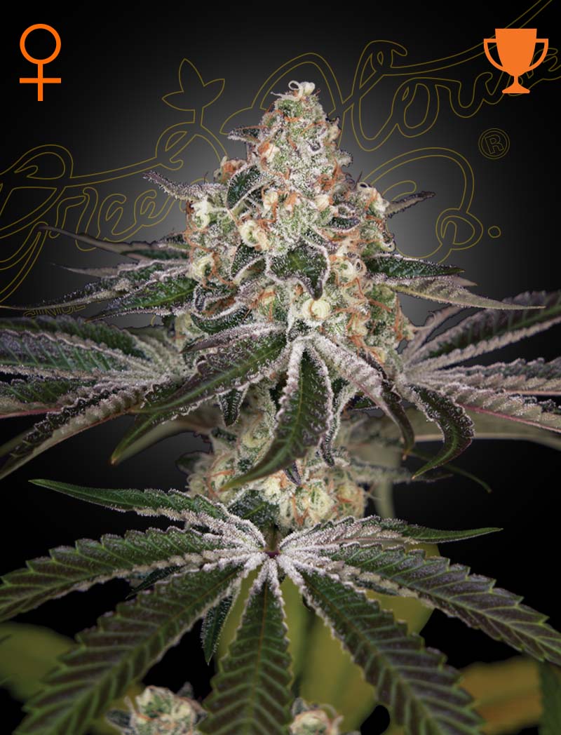 White Widow fem - Green House Seeds