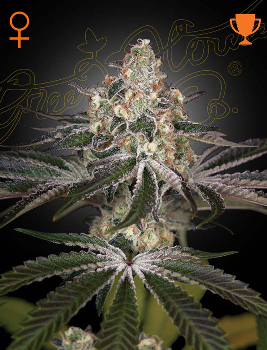 White Widow fem - Green House Seeds