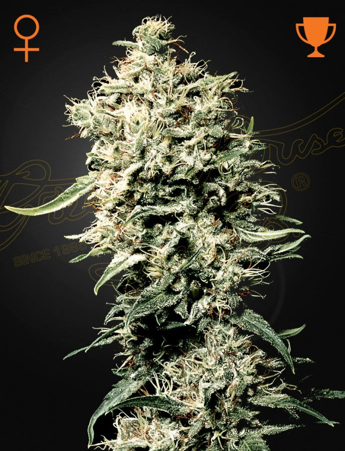 White Rhino fem - Green House Seeds