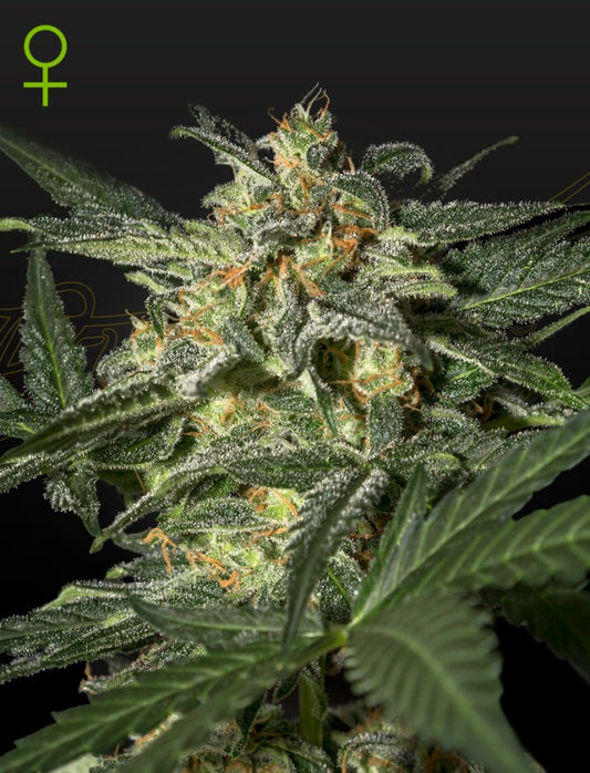 White Widow auto - Green House Seeds