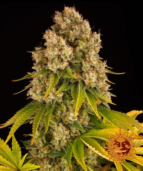 CHEESE AUTO - BARNEY'S FARM