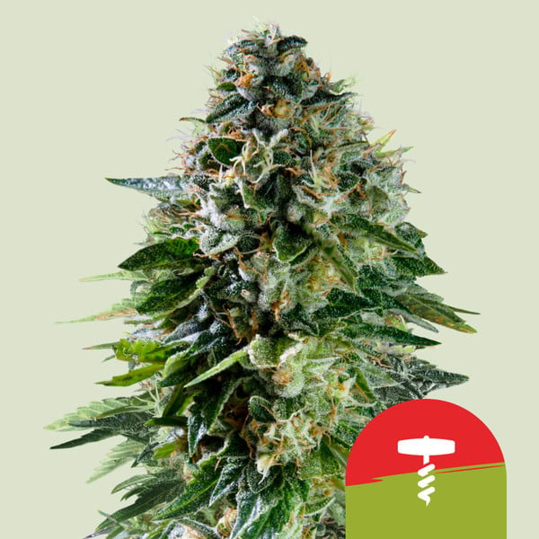 Corkscrew Auto - Royal Queen Seeds - Tyson 2.0