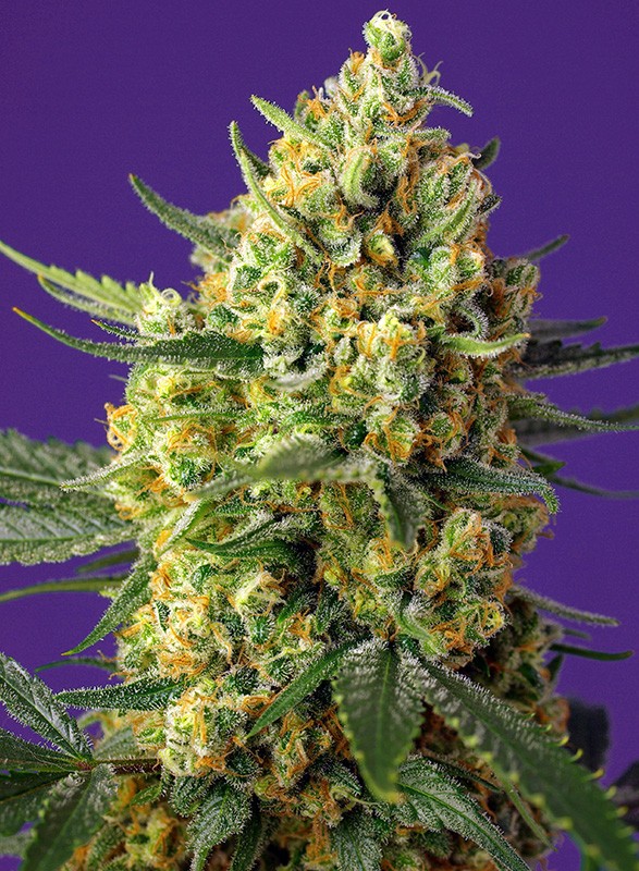 Crystal Candy XL auto - Sweet Seeds