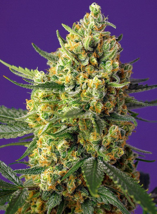CRYSTAL CANDY XL auto - SWEET SEEDS