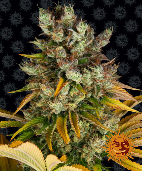 GMO FEM - BARNEY'S FARM