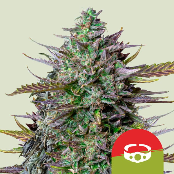 GOAT'lato Auto - Royal Queen Seeds - Tyson 2.0