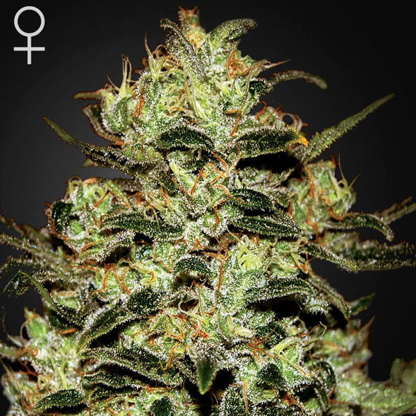 Moby Dick fem - Green House Seeds