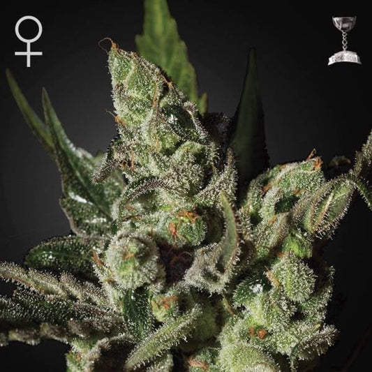 Exodus Cheese fem - Green House Seeds