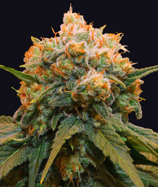 Papaya BX1 fem 3 semi - Grateful Seeds