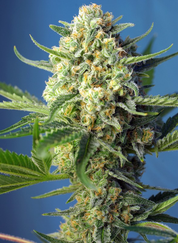 S.A.D. SWEET AFGANI DELICIOUS auto - SWEET SEEDS