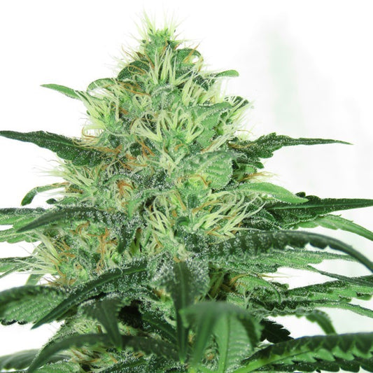 Sideral fem - Ripper Seeds