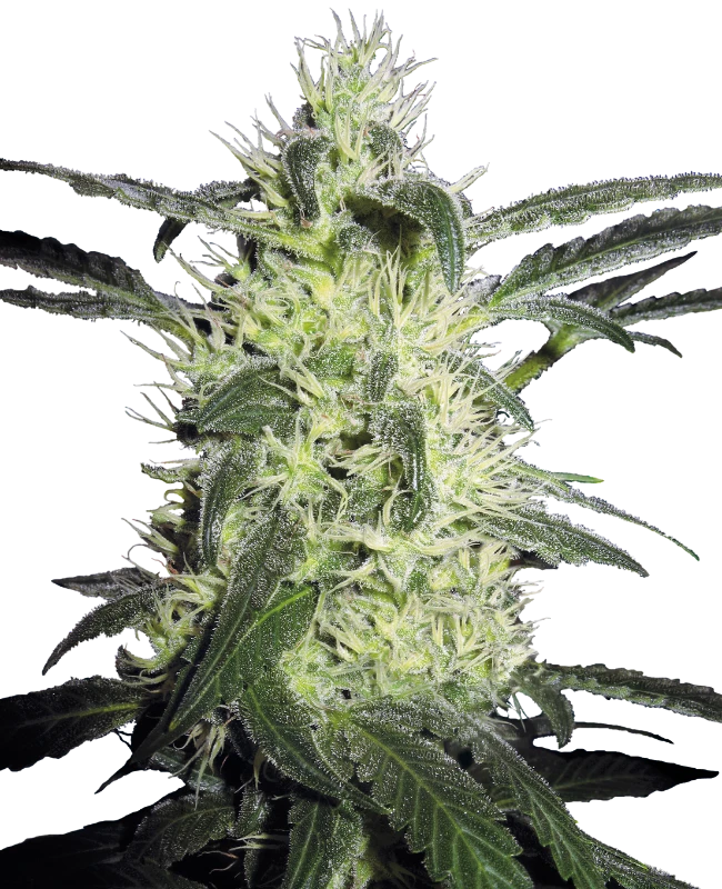 Silver Haze fem - Sensi Seeds