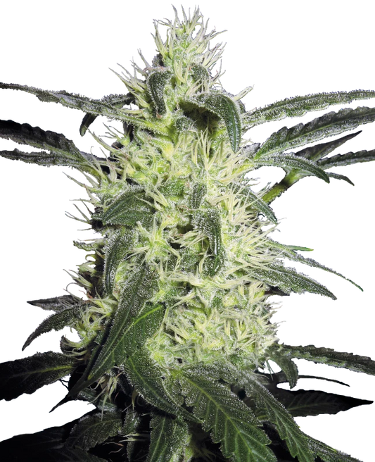 Silver Haze fem - Sensi Seeds