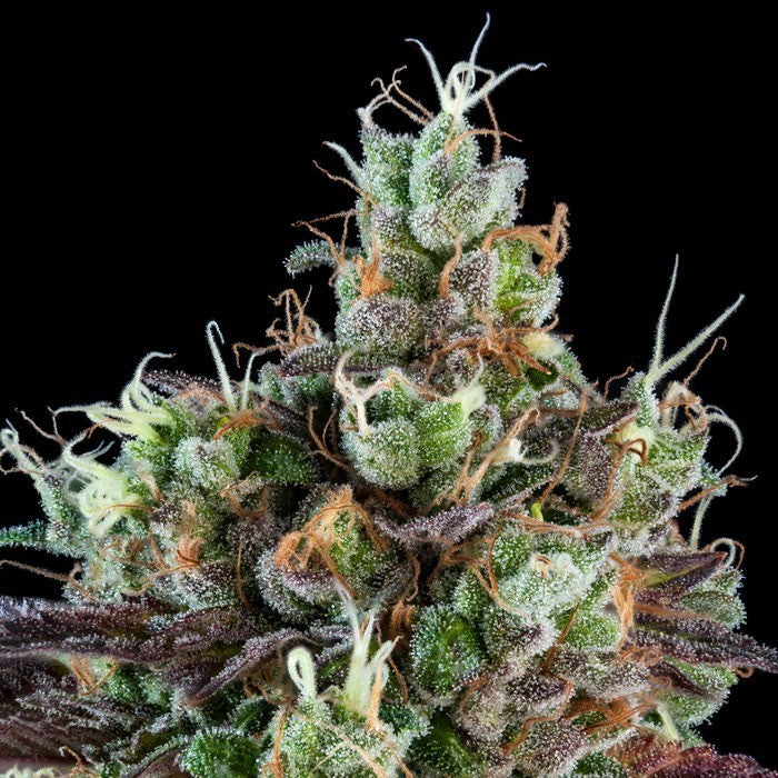 Sour Ripper Auto - RIPPER SEEDS