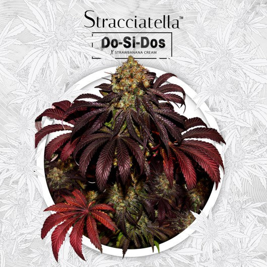 Stracciatella Do-Si-Dos x SBC 2 semi - T.H. Seeds