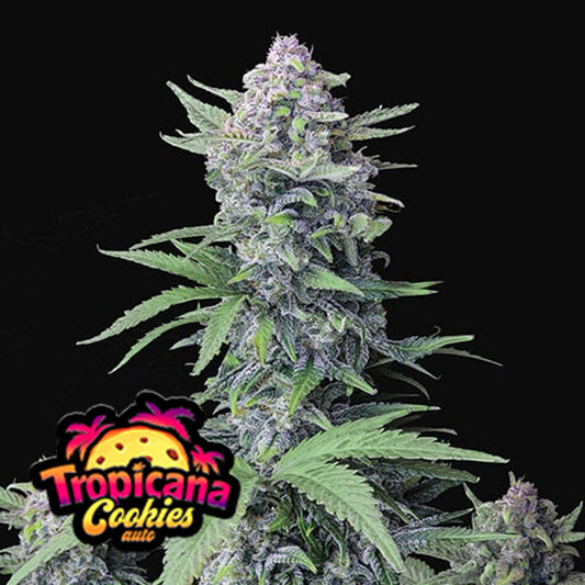 TROPICANA COOKIES auto - FAST BUDS