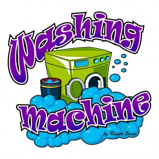 Washing Machine fem - Ripper Seeds