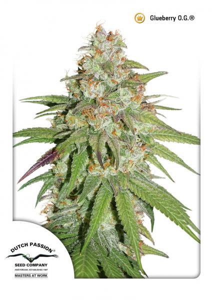 GLUEBERRY O. G. regular - DUTCH PASSION