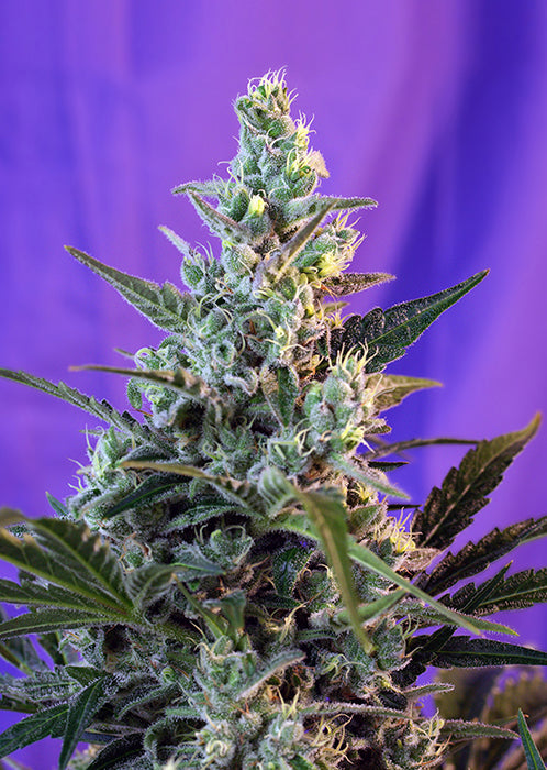 Sweet Skunk auto - Sweet Seeds