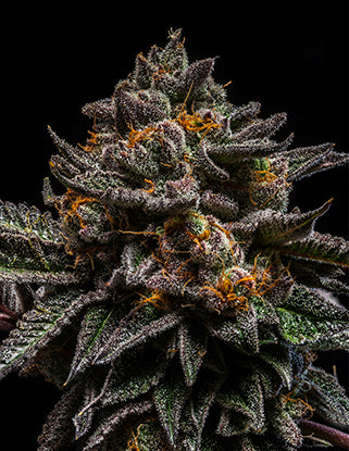 Brain Cake fem - Ripper Seeds