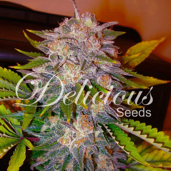 CARAMELO fem - DELICIOUS SEEDS