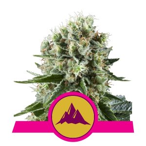 CRITICAL KUSH fem - ROYAL QUEEN SEEDS